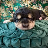 704 Crazy Alice, a female Central Asian Shepherd for sale in Marshville, NC – Photo 9 of 9