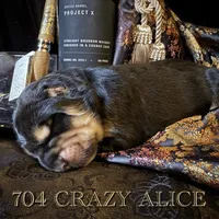 704 Crazy Alice, a female Central Asian Shepherd for sale in Marshville, NC – Photo 6 of 9