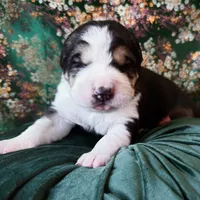 704 Rocky Patel, a male Central Asian Shepherd for sale in Marshville, NC – Photo 7 of 10