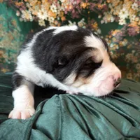 704 Rocky Patel, a male Central Asian Shepherd for sale in Marshville, NC – Photo 8 of 10