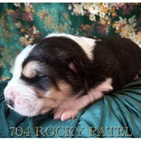 704 Rocky Patel, a male Central Asian Shepherd for sale in Marshville, NC – Photo 4 of 10