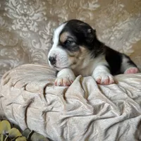 704 Rocky Patel, a male Central Asian Shepherd for sale in Marshville, NC – Photo 2 of 10