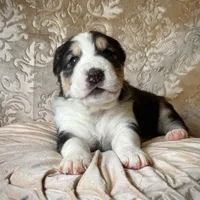 704 Rocky Patel, a male Central Asian Shepherd for sale in Marshville, NC – Photo 1 of 10