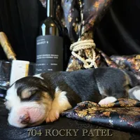 704 Rocky Patel, a male Central Asian Shepherd for sale in Marshville, NC – Photo 5 of 10