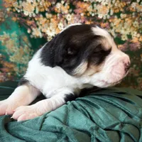 704 Rocky Patel, a male Central Asian Shepherd for sale in Marshville, NC – Photo 10 of 10