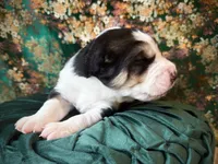 processed/9efc2ea0-c657-47aa-b891-65d4bb6c0312/listing/3c9a8c03-d8a7-4c25-bbe4-8fd22c59a3f6/66d3d3ca-d01b-4612-9641-39040ead7b34