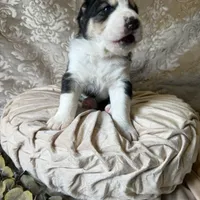 704 Rocky Patel, a male Central Asian Shepherd for sale in Marshville, NC – Photo 3 of 10