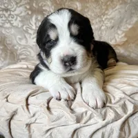 704 Monte Cristo, a male Central Asian Shepherd for sale in Marshville, NC – Photo 2 of 10