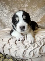 processed/9efc2ea0-c657-47aa-b891-65d4bb6c0312/listing/3e2f93f4-3f52-4e8c-bb44-a8b6620e96ee/045890d5-e586-4334-a2a4-2c63700f5091