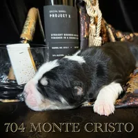 704 Monte Cristo, a male Central Asian Shepherd for sale in Marshville, NC – Photo 6 of 10