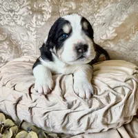 704 Monte Cristo, a male Central Asian Shepherd for sale in Marshville, NC – Photo 3 of 10