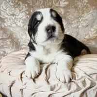 704 Monte Cristo, a male Central Asian Shepherd for sale in Marshville, NC – Photo 1 of 10