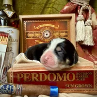 704 Monte Cristo, a male Central Asian Shepherd for sale in Marshville, NC – Photo 7 of 10