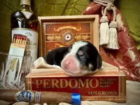 processed/9efc2ea0-c657-47aa-b891-65d4bb6c0312/listing/3e2f93f4-3f52-4e8c-bb44-a8b6620e96ee/5fd23f51-106d-4c4d-a810-c2d8014aa238