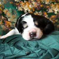 704 Monte Cristo, a male Central Asian Shepherd for sale in Marshville, NC – Photo 8 of 10