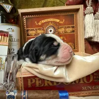 704 Monte Cristo, a male Central Asian Shepherd for sale in Marshville, NC – Photo 4 of 10