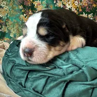 704 Monte Cristo, a male Central Asian Shepherd for sale in Marshville, NC – Photo 9 of 10