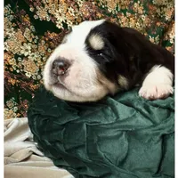 704 Monte Cristo, a male Central Asian Shepherd for sale in Marshville, NC – Photo 5 of 10