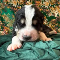 704 Brick House, a male Central Asian Shepherd for sale in Marshville, NC – Photo 5 of 9