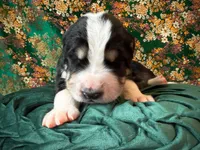 processed/9efc2ea0-c657-47aa-b891-65d4bb6c0312/listing/4080e922-d79f-448c-92fb-2e5228dcd69c/00eed352-8207-44e9-af4c-4b9713f39c16