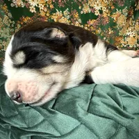 704 Brick House, a male Central Asian Shepherd for sale in Marshville, NC – Photo 8 of 9