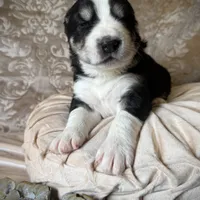 704 Brick House, a male Central Asian Shepherd for sale in Marshville, NC – Photo 1 of 9