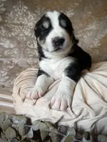 processed/9efc2ea0-c657-47aa-b891-65d4bb6c0312/listing/4080e922-d79f-448c-92fb-2e5228dcd69c/6f25caa4-2cd9-4f40-bc9d-c6eb7d21fb33