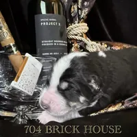 704 Brick House, a male Central Asian Shepherd for sale in Marshville, NC – Photo 6 of 9