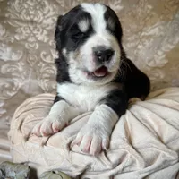 704 Brick House, a male Central Asian Shepherd for sale in Marshville, NC – Photo 2 of 9