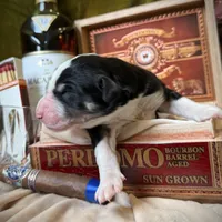 704 Brick House, a male Central Asian Shepherd for sale in Marshville, NC – Photo 7 of 9