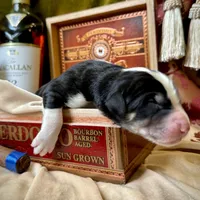 704 Brick House, a male Central Asian Shepherd for sale in Marshville, NC – Photo 9 of 9