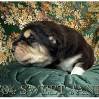 704 Sweet Jane, a female Central Asian Shepherd for sale in Marshville, NC – Photo 3 of 8