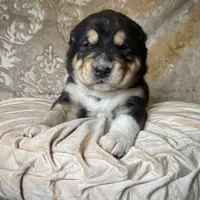 704 Sweet Jane, a female Central Asian Shepherd for sale in Marshville, NC – Photo 2 of 8