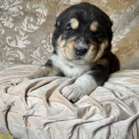 704 Sweet Jane, a female Central Asian Shepherd for sale in Marshville, NC – Photo 1 of 8