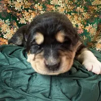 704 Sweet Jane, a female Central Asian Shepherd for sale in Marshville, NC – Photo 7 of 8