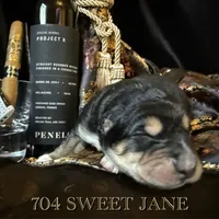 704 Sweet Jane, a female Central Asian Shepherd for sale in Marshville, NC – Photo 5 of 8