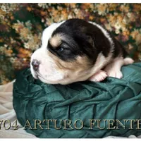 704 Arturo Fuente, a male Central Asian Shepherd for sale in Marshville, NC – Photo 3 of 9