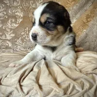 704 Arturo Fuente, a male Central Asian Shepherd for sale in Marshville, NC – Photo 1 of 9