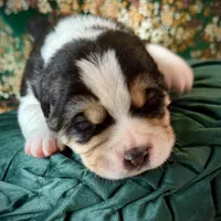 704 Arturo Fuente, a male Central Asian Shepherd for sale in Marshville, NC – Photo 8 of 9