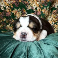 704 Arturo Fuente, a male Central Asian Shepherd for sale in Marshville, NC – Photo 6 of 9