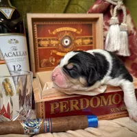704 Arturo Fuente, a male Central Asian Shepherd for sale in Marshville, NC – Photo 9 of 9