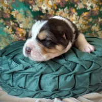 704 Arturo Fuente, a male Central Asian Shepherd for sale in Marshville, NC – Photo 7 of 9