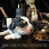 704 Arturo Fuente, a male Central Asian Shepherd for sale in Marshville, NC – Photo 4 of 9