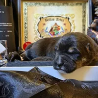 704 Cohiba, a male Central Asian Shepherd for sale in Marshville, NC – Photo 8 of 10