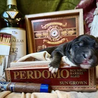 704 Cohiba, a male Central Asian Shepherd for sale in Marshville, NC – Photo 10 of 10