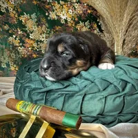 704 Cohiba, a male Central Asian Shepherd for sale in Marshville, NC – Photo 9 of 10