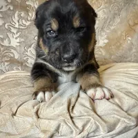 704 Cohiba, a male Central Asian Shepherd for sale in Marshville, NC – Photo 1 of 10