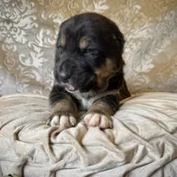 704 Cohiba, a male Central Asian Shepherd for sale in Marshville, NC – Photo 2 of 10