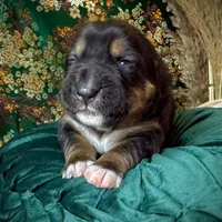 704 Cohiba, a male Central Asian Shepherd for sale in Marshville, NC – Photo 7 of 10