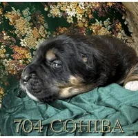 704 Cohiba, a male Central Asian Shepherd for sale in Marshville, NC – Photo 3 of 10